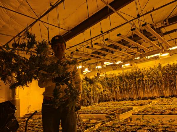 纽约大麻种植园