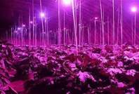 LED植物灯对幼苗育苗生长得影响