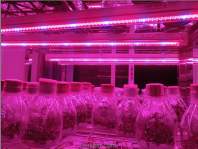 LED植物灯室内种植的优缺点