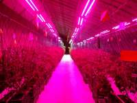 LED植物灯各光谱对大麻生长的影响