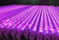 关于高质量的LED植物灯要注意的5个方面