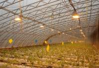 您的植物需要多少个1000wLED植物灯？