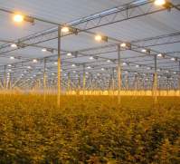 1000wLED植物灯的光如何影响植物生长