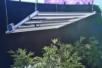 最大化 LED植物生长灯优势的 6 种方法