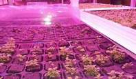 600wLED植物灯紫外线和红外线对植物生长的重要性