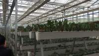 800wLED植物灯栽培：植物生长的新技术
