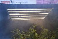 LED植物灯要怎么选？看完您就知晓了