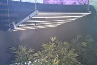 YH533388银河科技led植物灯光谱怎么影响正在生长的大麻植物