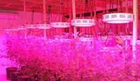 LED植物灯的三大误区，你中招了吗？