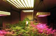 LED植物灯照明技术需要考虑哪几个关键要素？