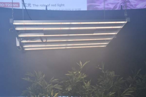 LED植物灯不仅是光质的选择和搭配
