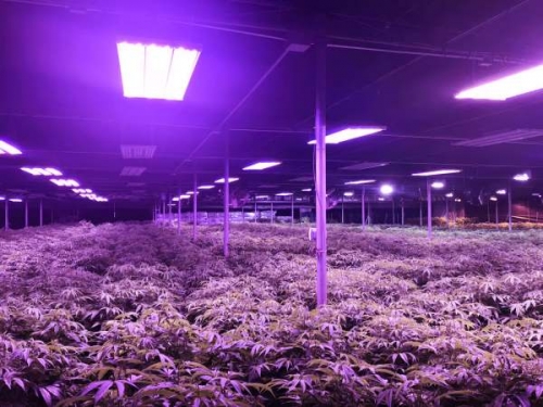 LED植物灯培植出来的水果蔬菜好吃吗