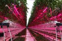 YH533388银河LED植物灯如何拥抱农业新时代？