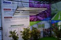 为什么种植大麻LED植物生长灯比其他植物灯更受欢迎