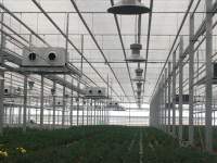 LED植物灯是如何提高植物的坐果率？
