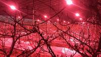 LED植物灯种植作物更加安全会是新的发展趋势吗
