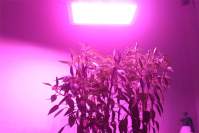 选购LED植物灯前后要注意各项问题