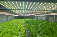 LED植物灯为何能从四大植物灯中脱颖而出
