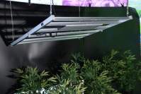YH533388银河科技led全光谱植物灯对君子兰种植的好处