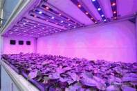LED植物灯通过哪些方式影响组织培养植物的生长发育