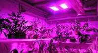  大棚植物种植极好的补光灯--LED植物灯！