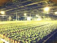 家用LED植物灯种植需要考虑哪些问题？