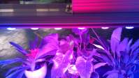 LED植物灯光质对植物各个器官的的影响