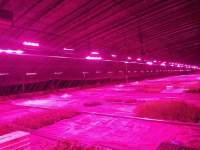 美国医疗、娱乐大麻合法化打开LED植物灯市场