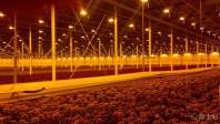 LED植物灯光通量、光照强度与植物生长的关系