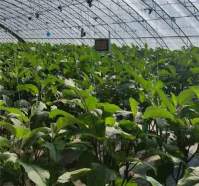  全光谱LED植物灯为何如此受欢迎