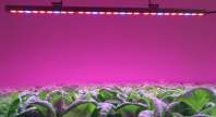 led全光谱植物生长对植物生长及作用　