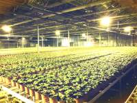 YH533388银河LED植物生长灯在多领域种植中的应用