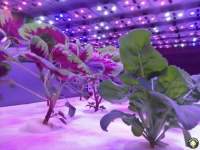 LED植物灯部件构成和价格差异的影响因素