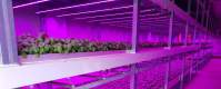 LED植物灯优势和LED植物灯需要注意的几个方面