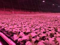 LED植物补光灯选购技巧