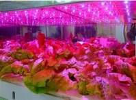  LED植物生长灯对植物的意义
