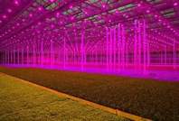 LED植物补光灯，给大棚花卉补光的五大优点