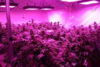 LED植物灯的功能与特点