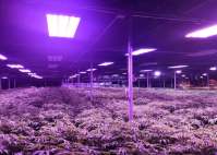 如何正确使用LED植物生长灯?