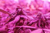 LED植物生长灯的未来前景和优势